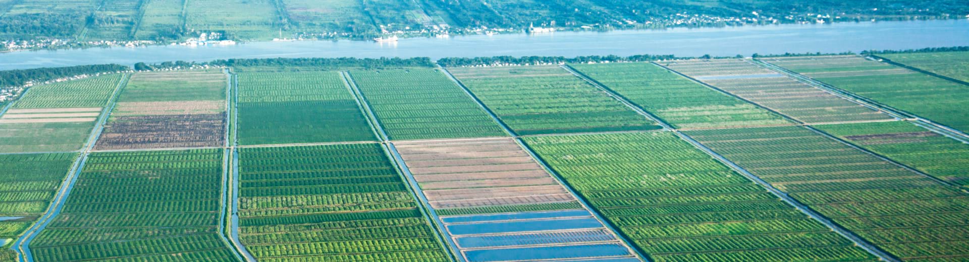 Towards Developing Strategic Sustainable Guyana Banner –